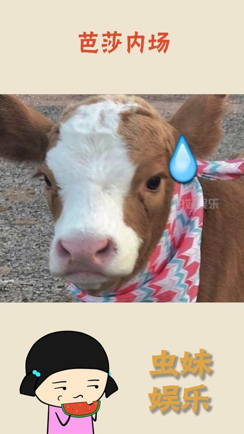娱乐吃瓜酱猪